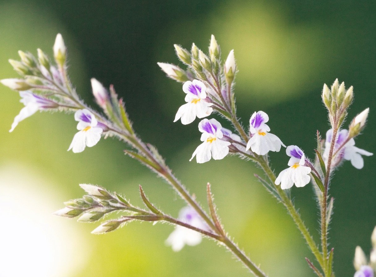 Eyebright and botanical herbs - the plant behind the whole-herb extract