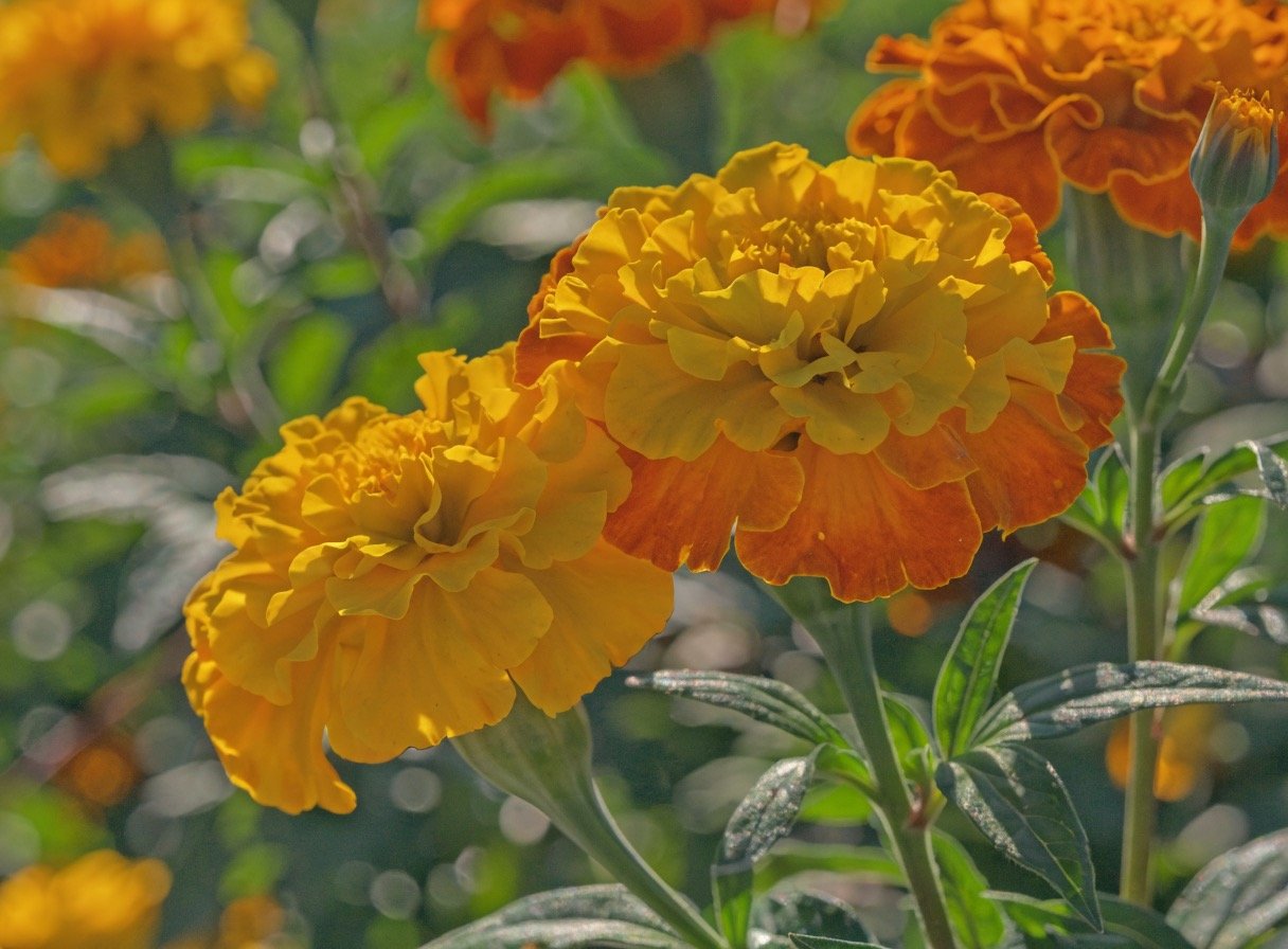 Marigold flowers - the plant the lutein is sourced from